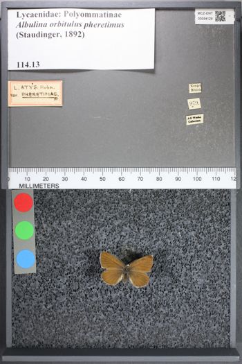 Media type: image; Entomology 54129